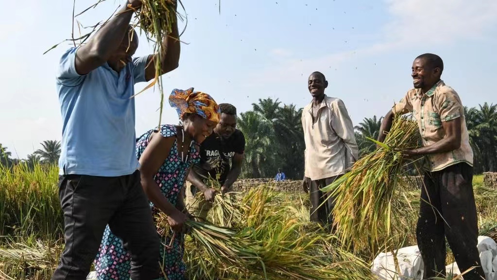 Farmers thresh hybrid rice in Kihanga, Bubanza Province, Burundi, June 20, 2023. /Xinhua