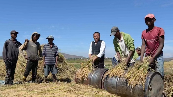 Hu Yuefang (4th L), a Chinese hybrid rice expert, works with local farmers in a field in Mahitsy, Madagascar, May 12, 2023. /Xinhua