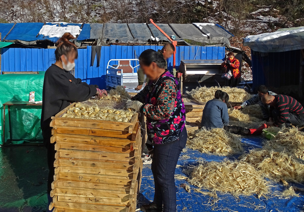 Villagers process ginseng in Wanliang township in Baishan, northeast China's Jilin Province. /CFP