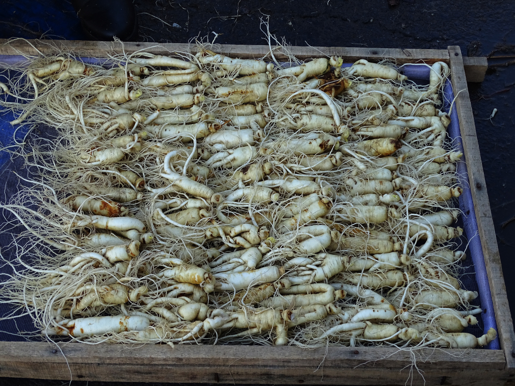 Ginseng is harvested in Wanliang Township in Baishan, northeast China's Jilin Province. /CFP