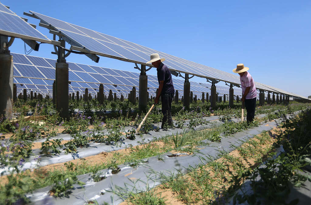 The photo taken on June 8, 2023, shows villagers doing farm work on farmland where a photovoltaic power station was built in a village near Linyi, east China's Shandong Province. /CFP