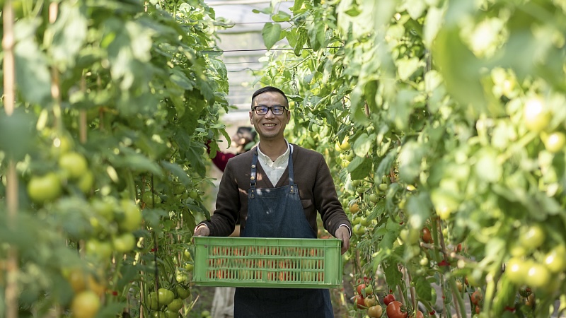 Farmers pick tomatoes in a vegetable greenhouse, Fujian Province, China. /CFP