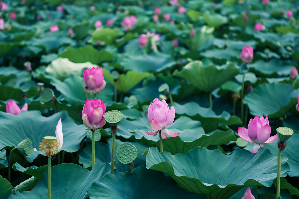The lotus-covered waters of Baiyangdian Lake in Xiong'an New Area, north China's Hebei Province /CFP