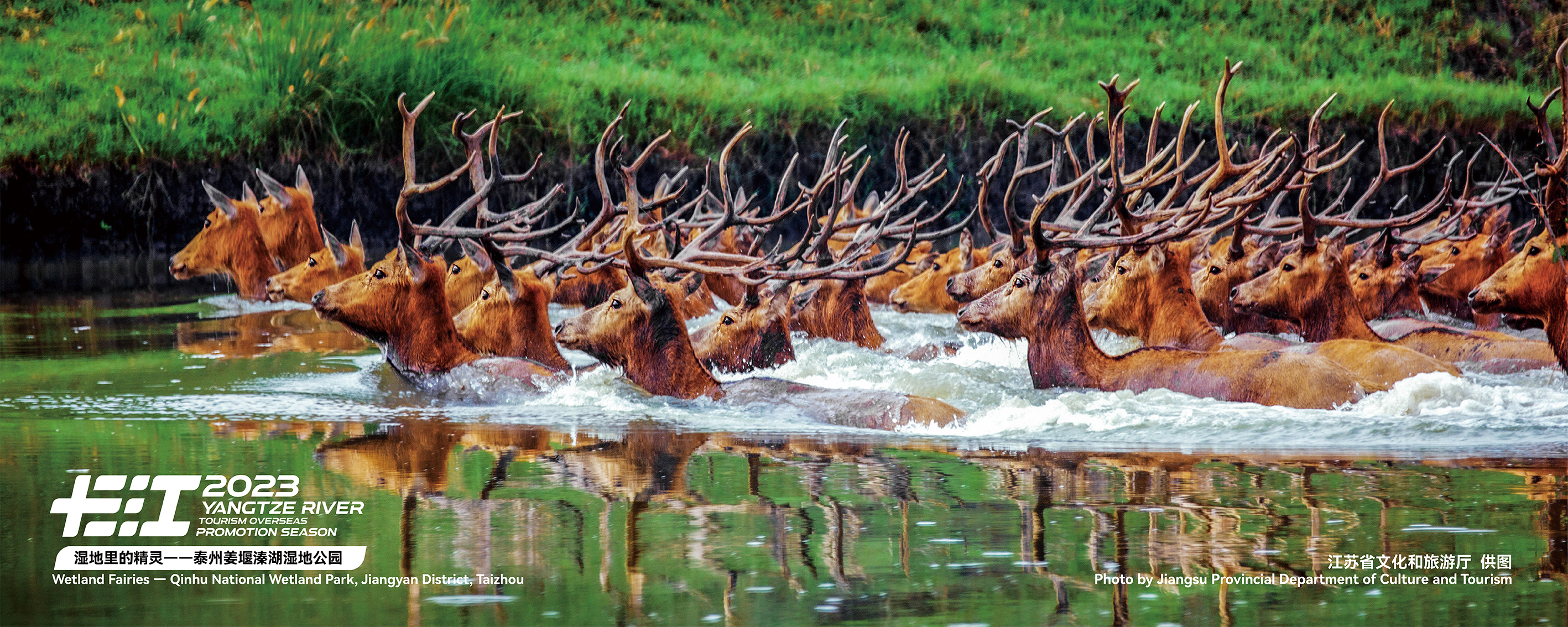 This undated photo shows a herd of wild elks wading through water at the Qinhu National Wetland Park in Taizhou, east China's Jiangsu Province. The park is a major scenic spot on the Yangtze River Basin. /Photo provided to CGTN 