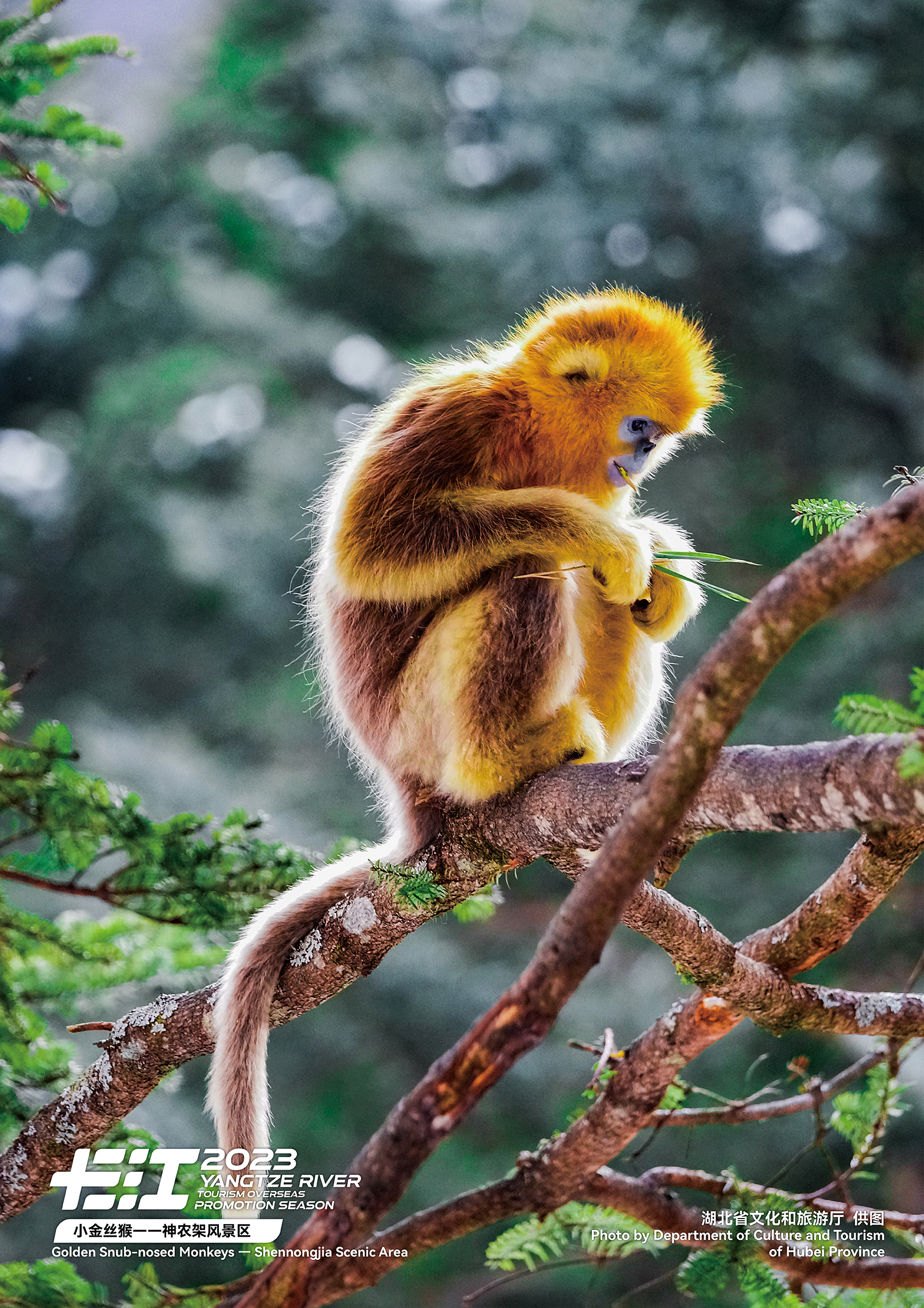 This undated photo shows a golden snub-nosed monkey perching on a tree branch in Shennongjia Scenic Area in central China's Hubei Province. /Photo provided to CGTN