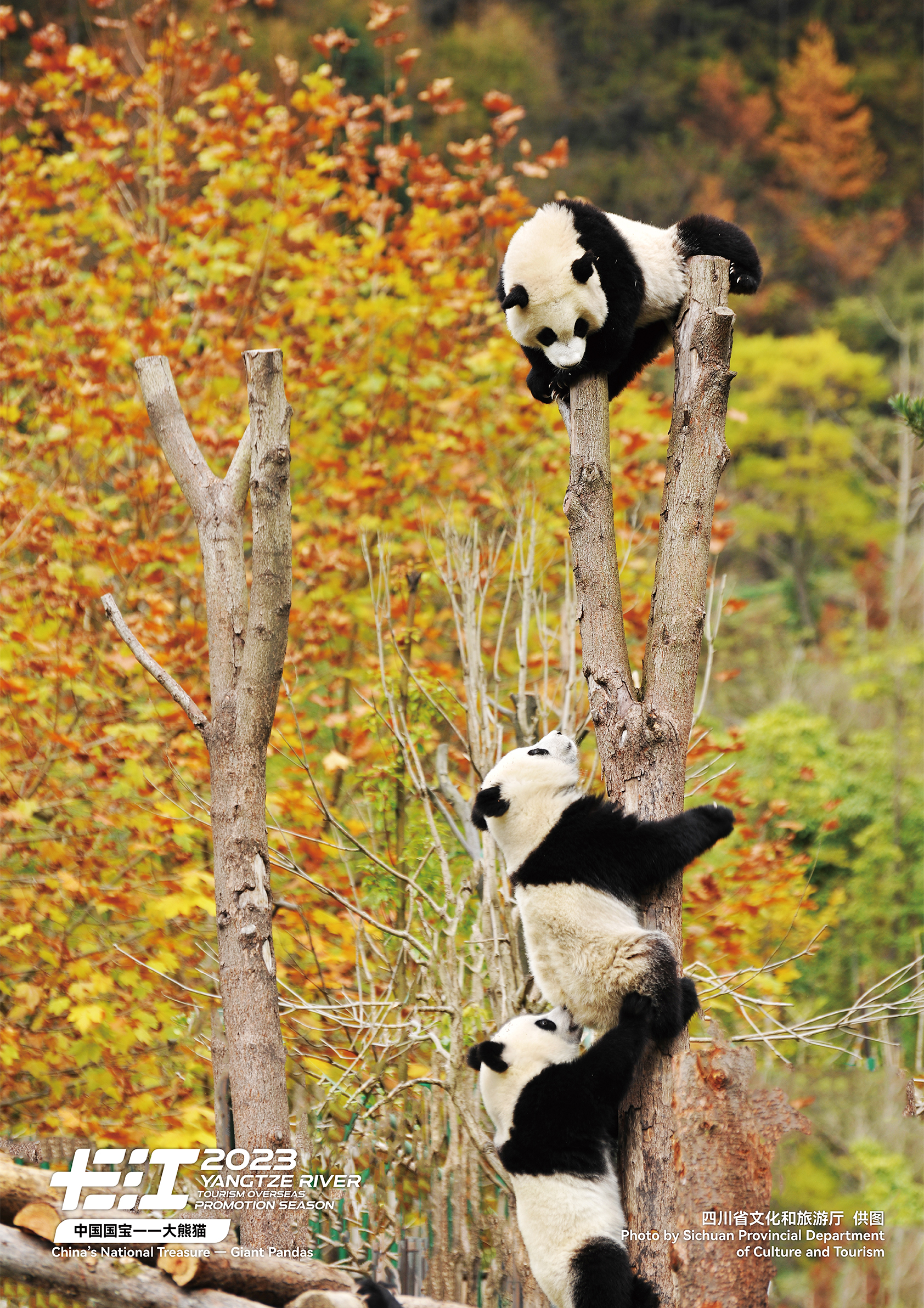 This undated photo shows three giant pandas frolicking in a tree in southwest China's Sichuan Province. /Photo provided to CGTN