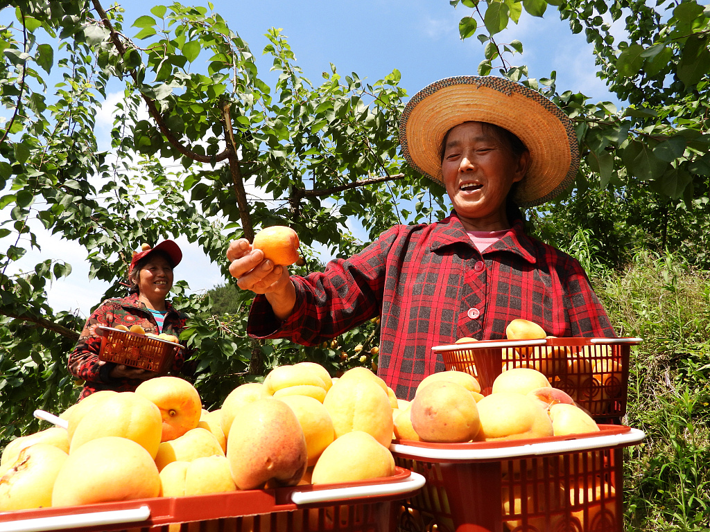 A farmer shows off an apricot picked at a planting base in Dazhou, southwest China's Sichuan Province, June 6, 2023. /CFP 