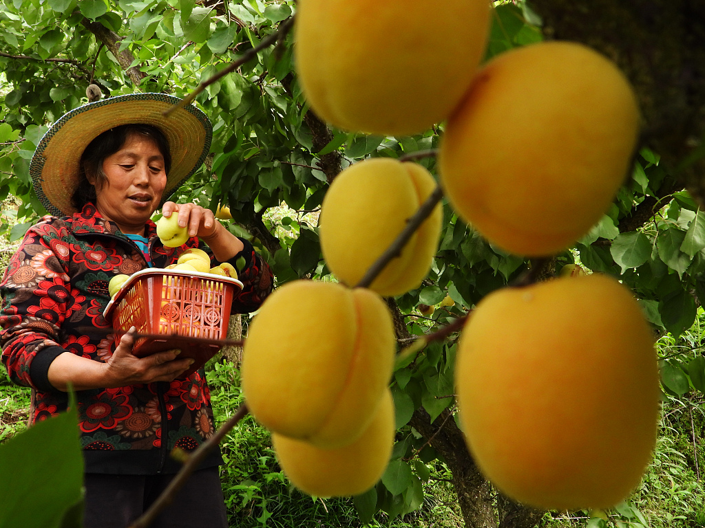 A farmer picks apricots at a planting base in Dazhou, southwest China's Sichuan Province, June 6, 2023. /CFP 