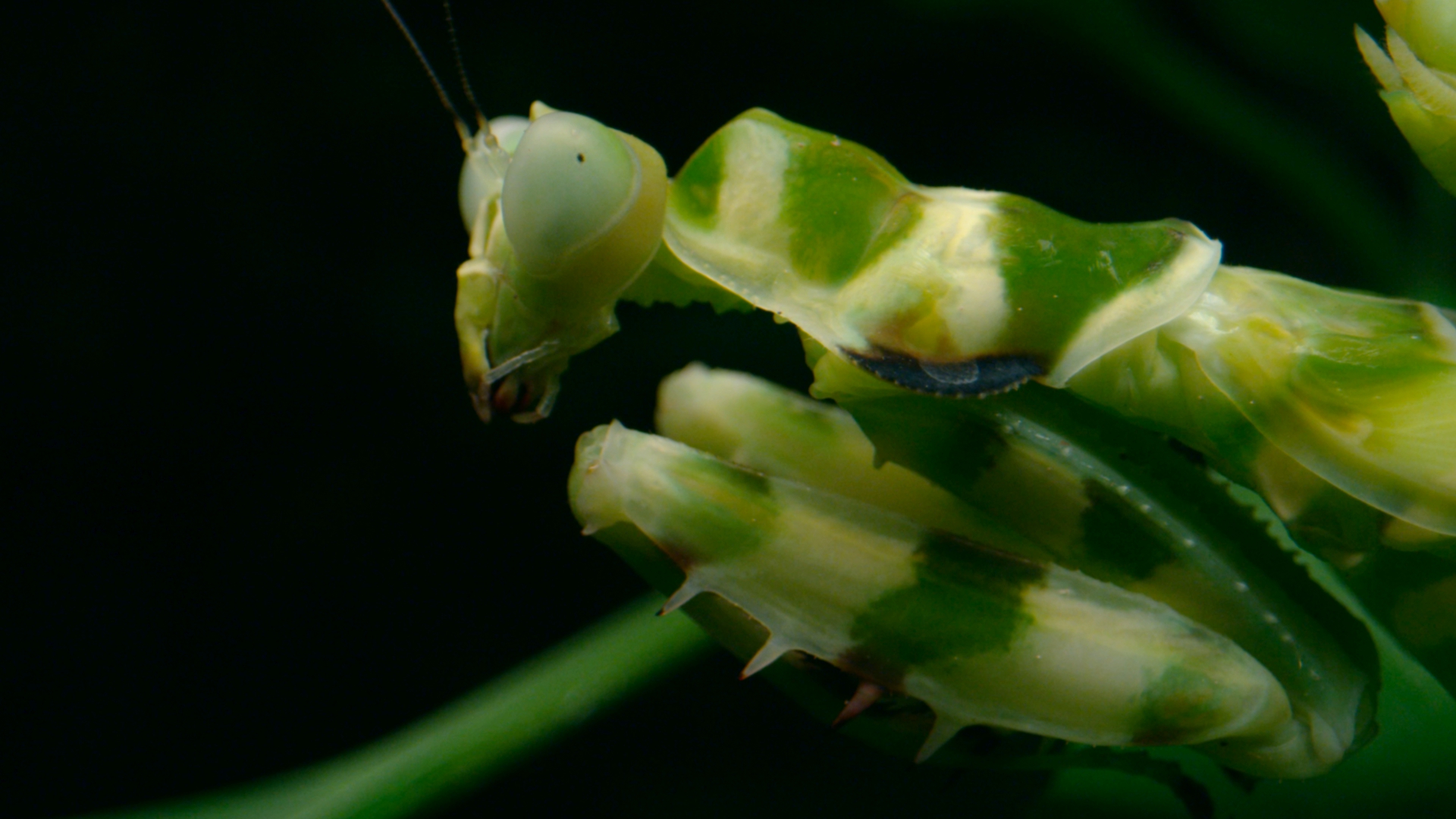 Yunnan Dehong Series | Episode 8: Night kingdom