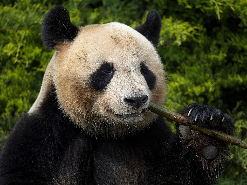 Male panda Yuanmeng eats bamboo inside its enclosure at The Beauval Zoo, central France on April 28, 2023. /CFP