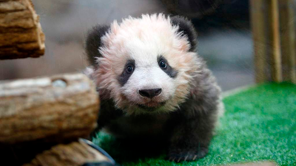 Picture of giant panda cub Yuanmeng on December 4, 2017. /CFP