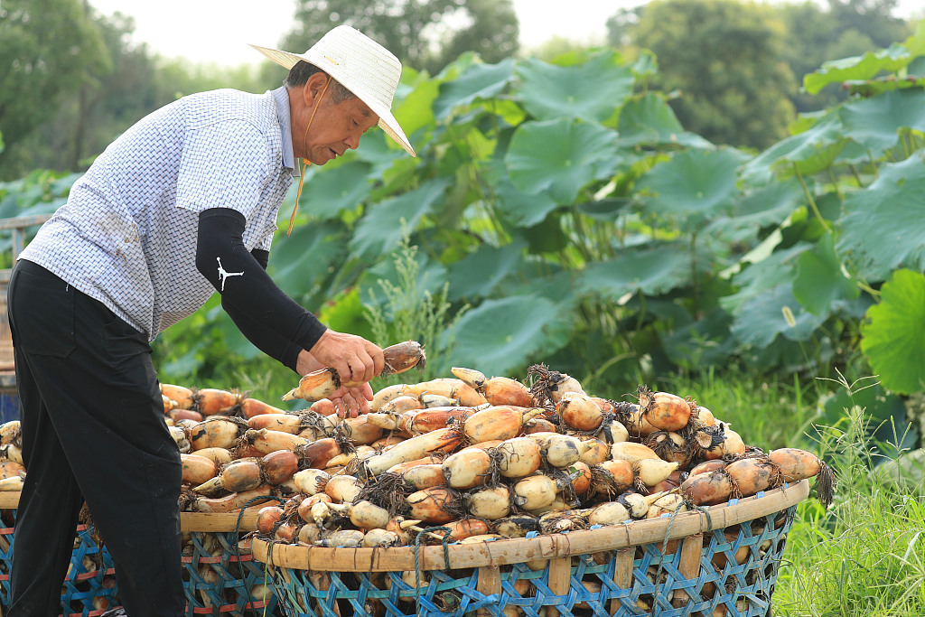 Farmers in Ji’an City of Jiangxi Province embrace the busy annual season of harvesting lotus roots, a common food in the summertime, June 14, 2023. /CFP