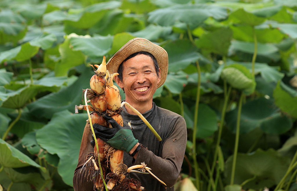 Farmers in Ji’an City of Jiangxi Province embrace the busy annual season of harvesting lotus roots, a common food in the summertime, June 14, 2023. /CFP