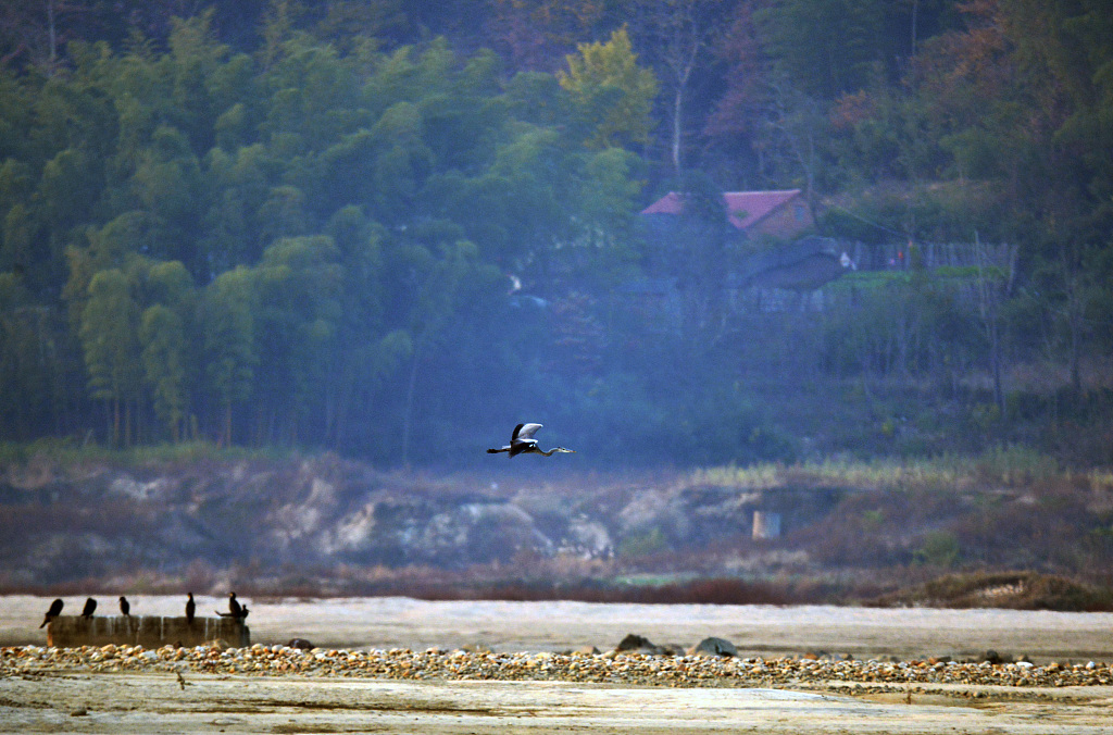 The file photo shows southbound migratory birds in Lu’an, Anhui Province, in the wetland and forest area of Dabie Mountains. /CFP