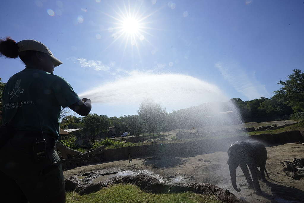 Zoologist Kris Marshall uses a water canon to help an elephant keep cool from the heat at the Dallas Zoo in Dallas, Texas, U.S., June 30, 2023. /VCG