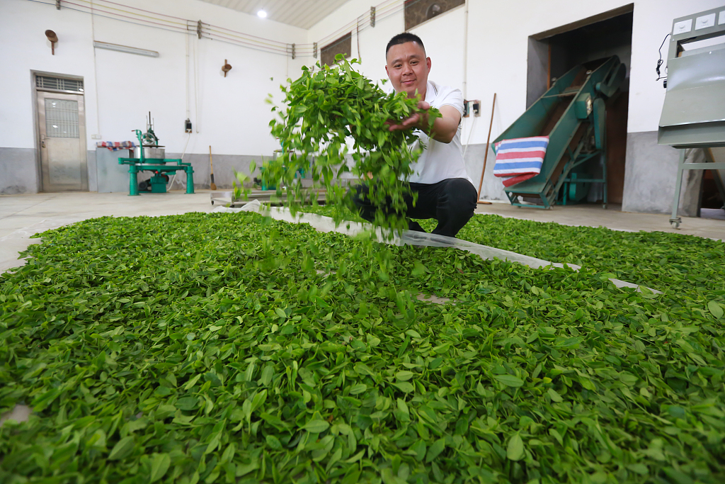 Photo taken on March 21, 2023 shows Lan Zhengsheng, an inheritor of the intangible cultural heritage of Wuping green tea production technique in Longyan, Fujian, making green tea. /CFP
