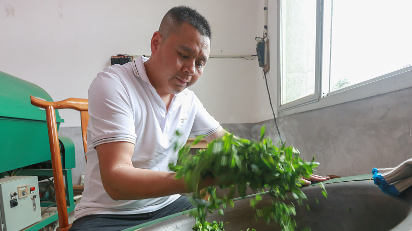 Inheritors preserve essence of Wuping green tea