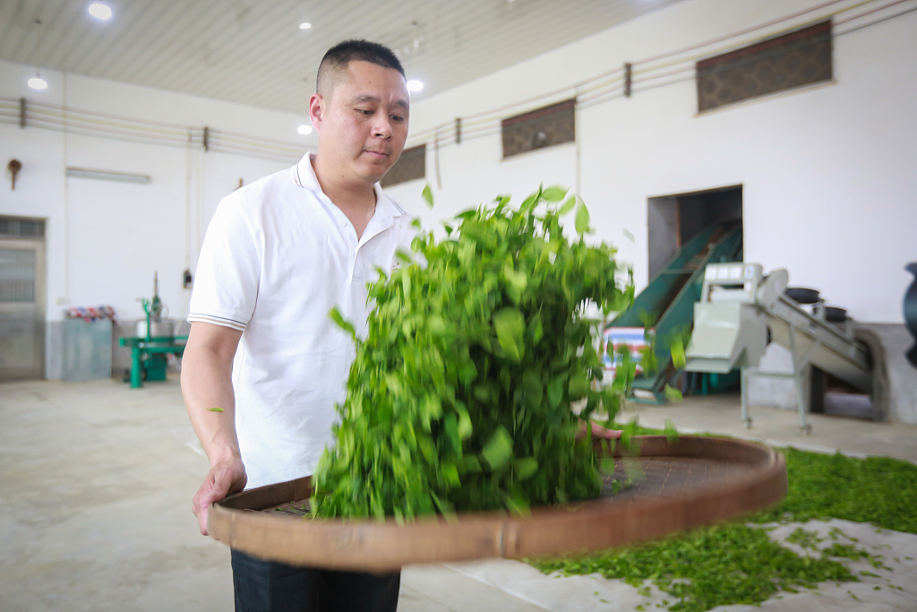 Photo taken on March 21, 2023 shows Lan Zhengsheng, an inheritor of the intangible cultural heritage of the Wuping green tea production technique in Longyan, Fujian, making green tea. /CFP