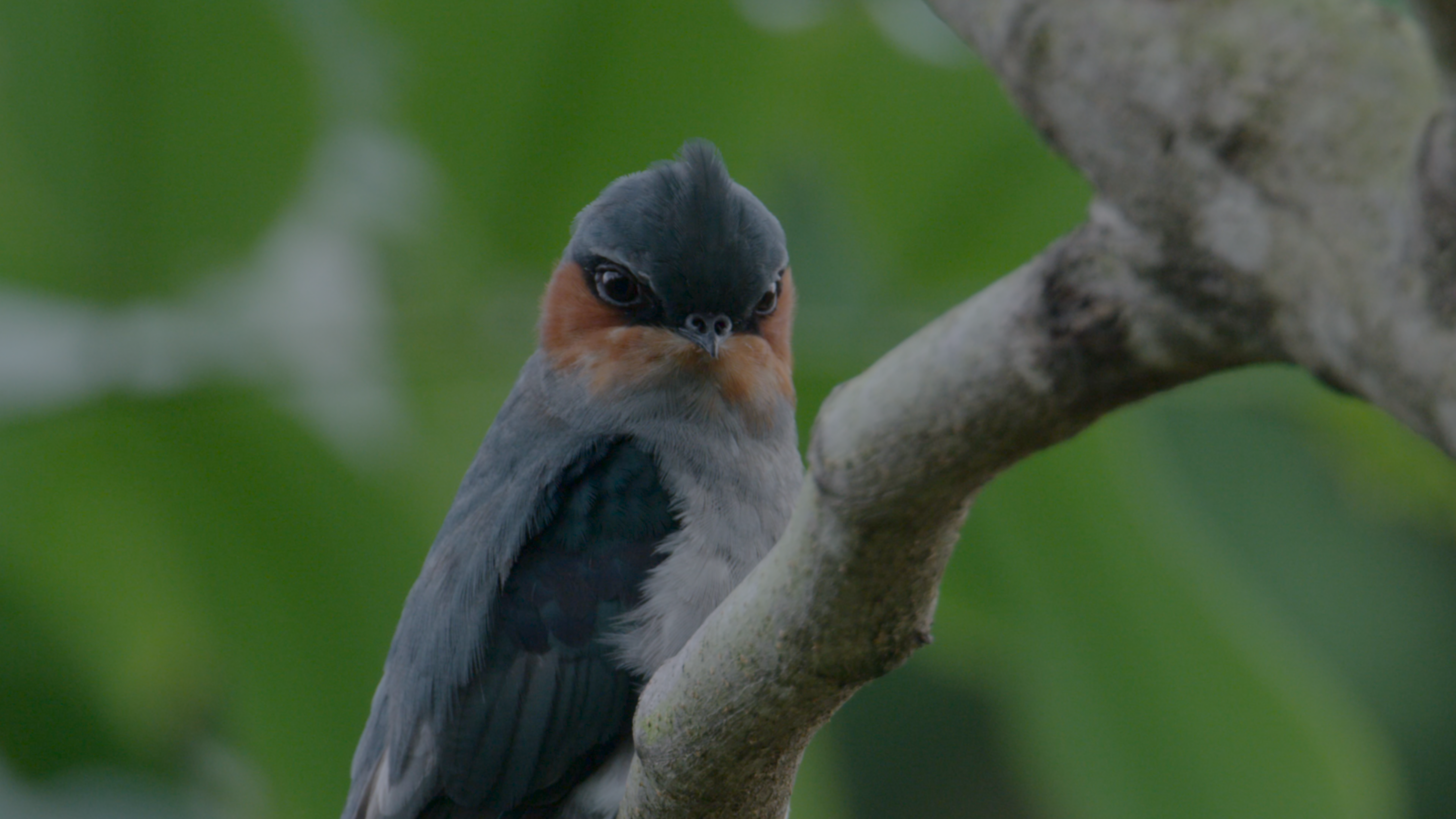 Yunnan Dehong Series | Episode 10: New life on branches