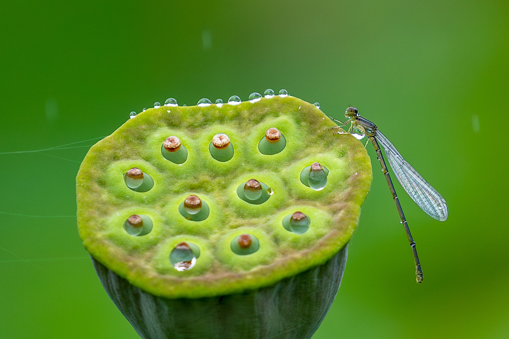 A damselfly rests on a lotus seedpod in southwest China's Chongqing Municipality, creating a serene scene in the summer heat, July 1, 2023. /CFP