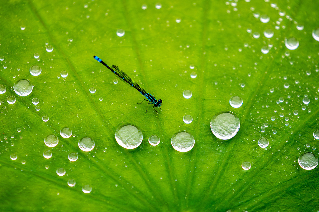 A damselfly rests on a lotus leaf in southwest China's Chongqing Municipality, creating a serene scene in the summer heat, July 1, 2023. /CFP