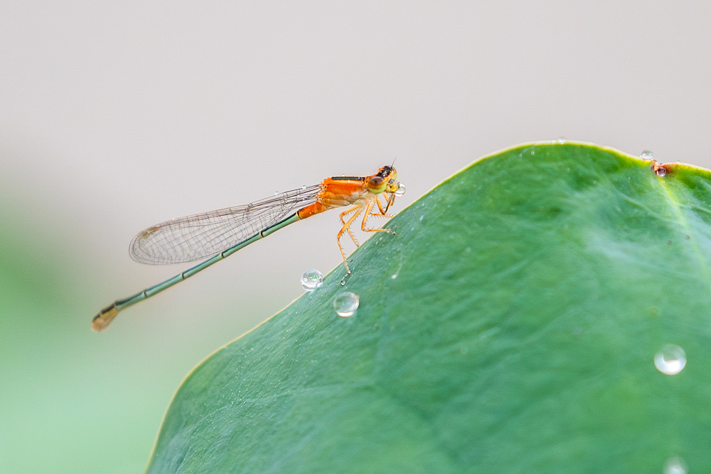 A damselfly rests on a lotus leaf in southwest China's Chongqing Municipality, creating a serene scene in the summer heat, July 1, 2023. /CFP