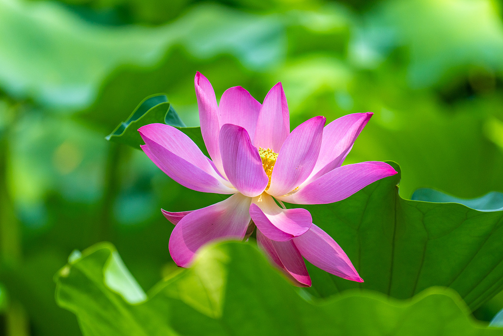 An annual lotus festival kicks off at the Old Summer Palace or Yuanmingyuan Park in Beijing, attracting many visitors to appreciate lotuses in full bloom. /CFP