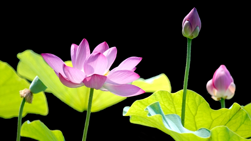 Lotus flowers bask in the sun at the Old Summer Palace, or Yuanmingyuan Park in Beijing. /CGTN