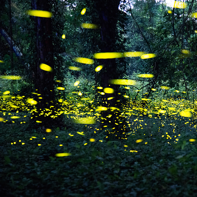 World Firefly Day: Protect our glowing friends! - CGTN