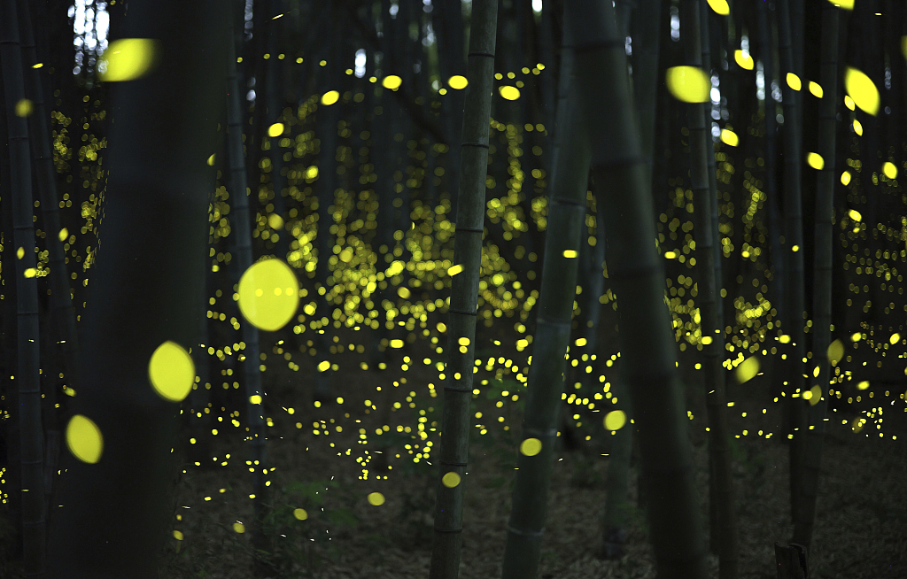 Fireflies dancing while blinking in the bamboo grove in Nagoya City, Aichi Prefecture, May 18, 2023. /CFP