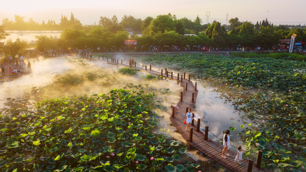 An aerial view shows a pond where green lotus leaves spread out into the distance in Chengdu, Sichuan, June 30, 2023. /CFP