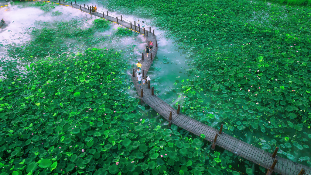 An aerial view shows a pond where green lotus leaves spread out into the distance in Chengdu, Sichuan, June 30, 2023. /CFP