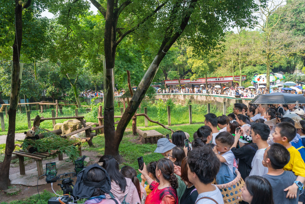 A giant panda is photographed at a zoo in Chongqing, July 2, 2023. With the summer vacation approaching, children have been flocking to the zoo to see their beloved black-and-white friends. /CFP