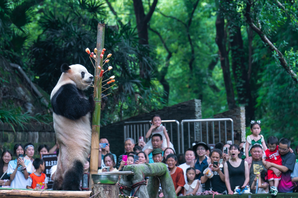 A giant panda is photographed at a zoo in Chongqing, July 2, 2023. With the summer vacation approaching, children have been flocking to the zoo to see their beloved black-and-white friends. /CFP