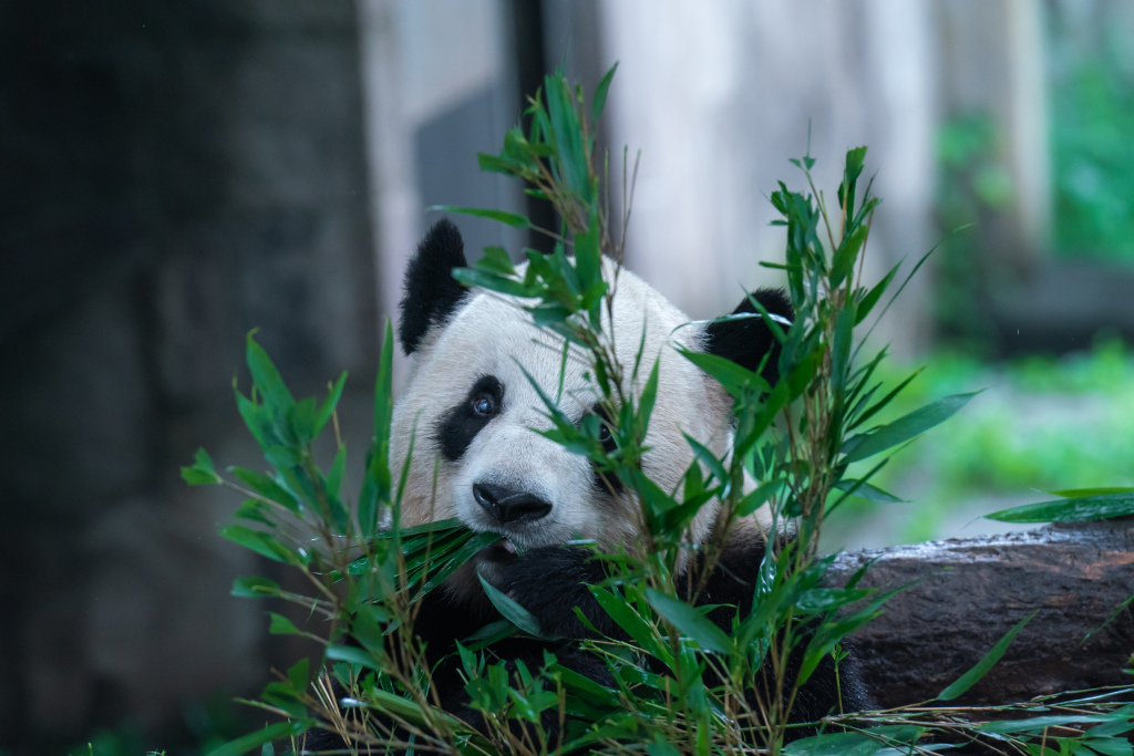 A giant panda is photographed at a zoo in Chongqing, July 2, 2023. With the summer vacation approaching, children have been flocking to the zoo to see their beloved black-and-white friends. /CFP