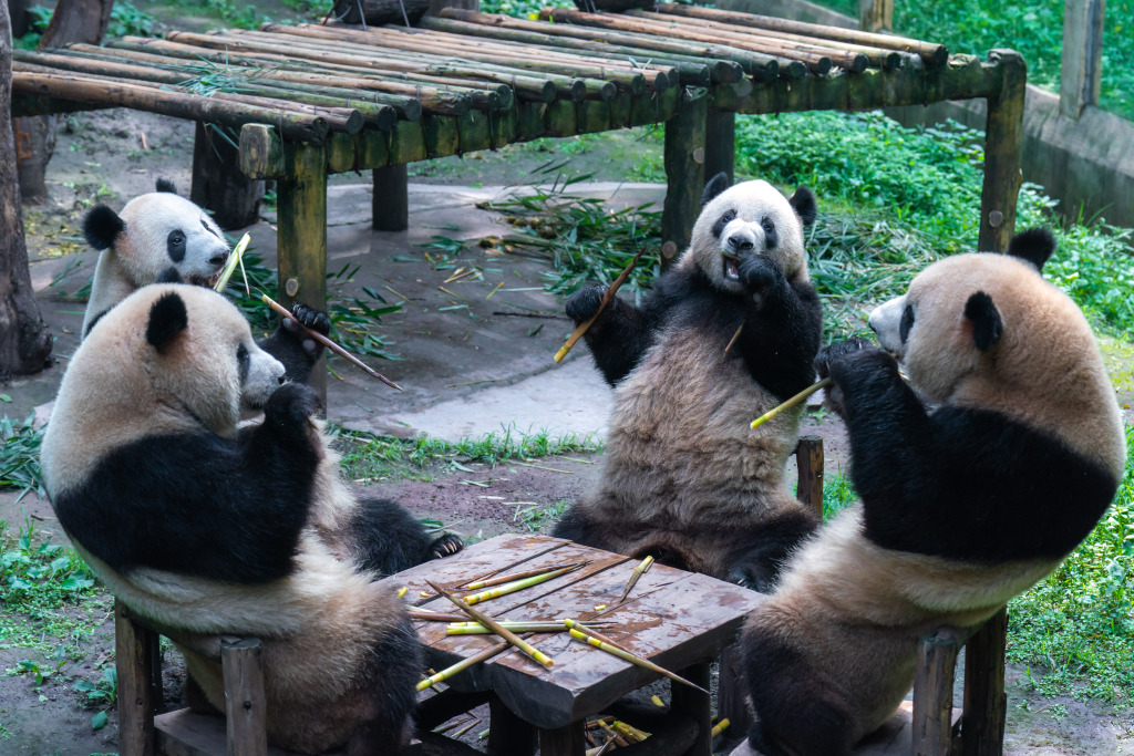 Giant pandas are photographed at a zoo in Chongqing, July 2, 2023. With the summer vacation approaching, children have been flocking to the zoo to see their beloved black-and-white friends. /CFP