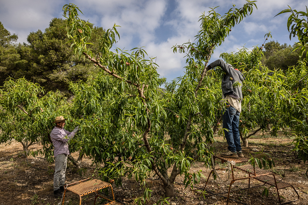 Workers trim excess fruits from the branches of flat peach trees on a farm operated by Agricola Hortebre SL in the Camarles district of Tarragon, Spain, April 26, 2023. /CFP