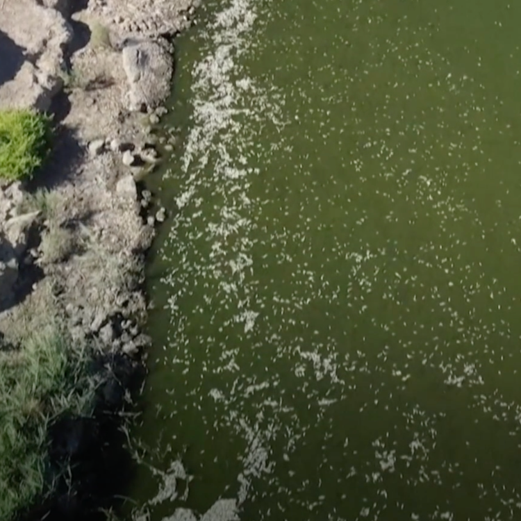 Dead Fish Wash Up On Riverbanks In Southeast Iraq Due To Drought - CGTN