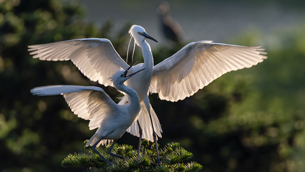 Live: Into the world of egrets at Caofeidian Wetland