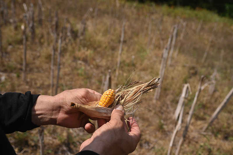 A farmer holds a stunted ear of corn during a heat wave in Angel R. Cabada, Veracruz state, Mexico, June 24, 2023. /CFP