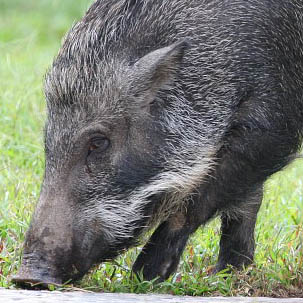Removed from list of valuable wild animals, are wild boars at risk? - CGTN