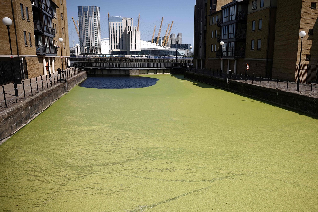 As the temperature goes up, duckweed, also called lemnoideae, covers the water of a dock by the river Thames, on the Isle of dogs, facing Canary Wharf district in London, UK, June 25, 2023. /CFP 