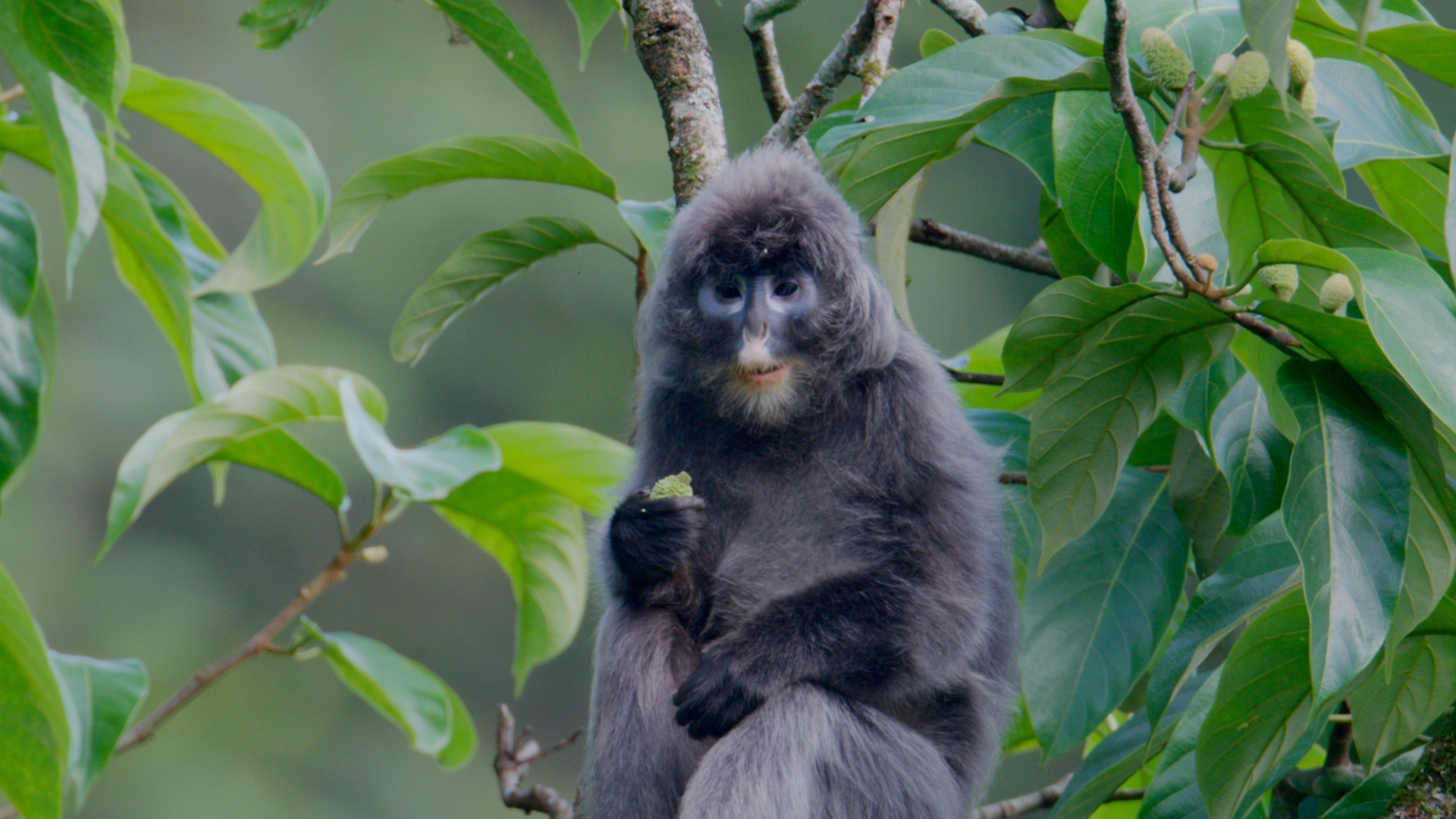 Yunnan Dehong Series | Episode 13: Afternoon leisure