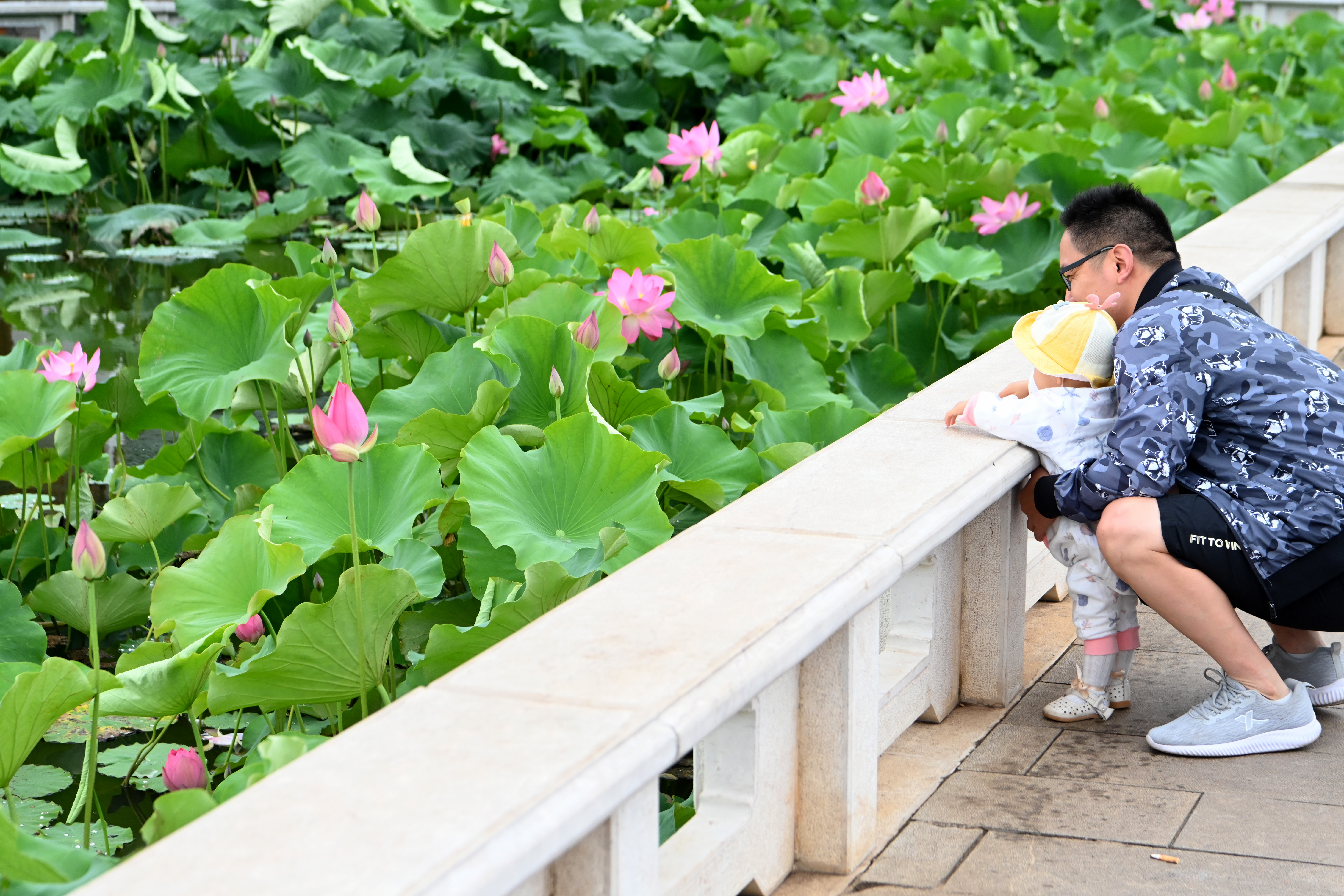 Visitors appreciate blossoming lotus flowers at Daguan Park, Kunming City, Yunnan Province on June 6, 2023. /CNSPHOTO