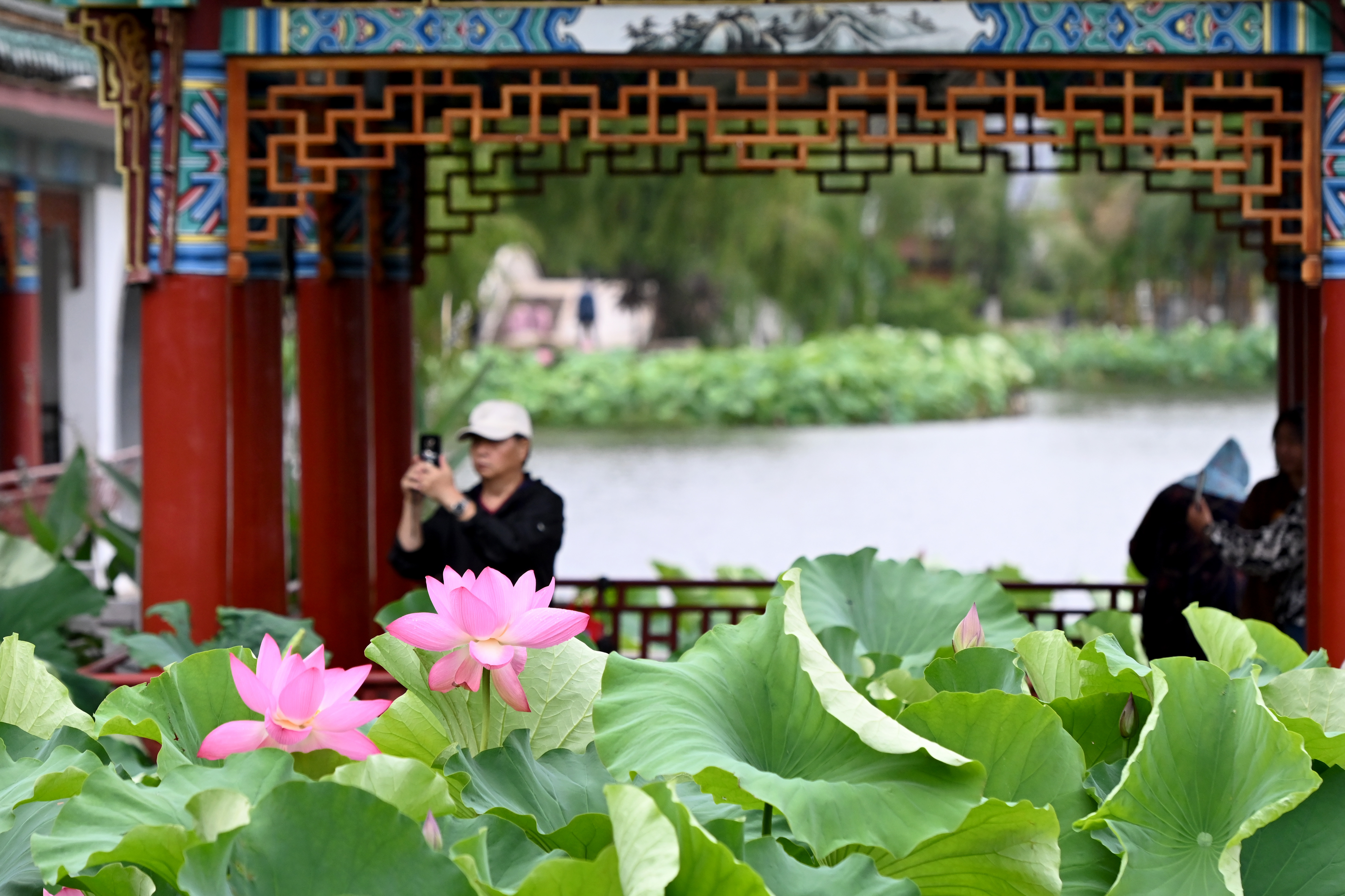 Visitors take photos of lotus flowers at Daguan Park, Kunming City, Yunnan Province on June 6, 2023. /CNSPHOTO