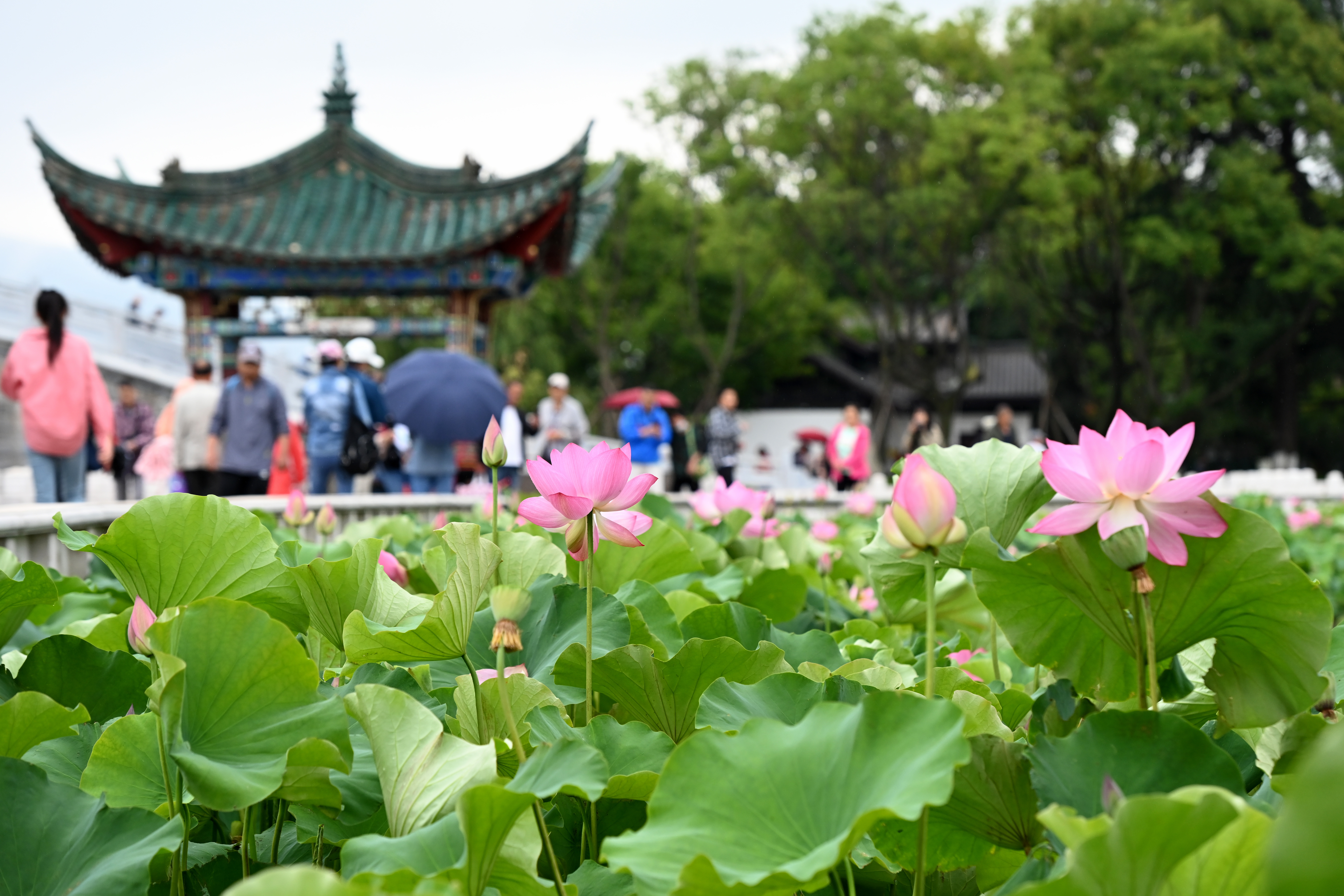 Residents visit Daguan Park during lotus flower blossoming season, Kunming City, Yunnan Province on June 6, 2023. /CNSPHOTO