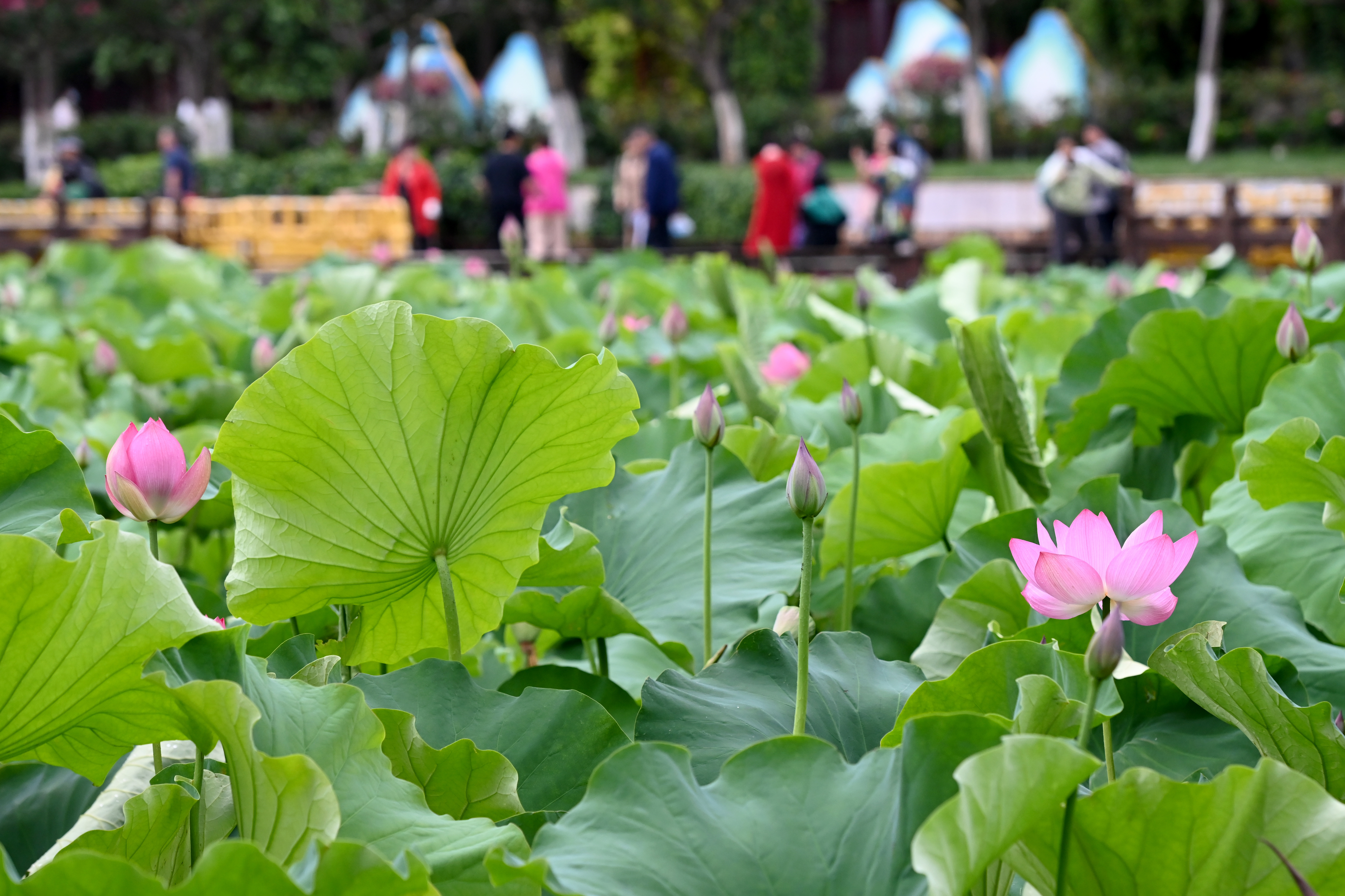 Lotus flowers are seen in blossoming season at Daguan Park, Kunming City, Yunnan Province on June 6, 2023. /CNSPHOTO