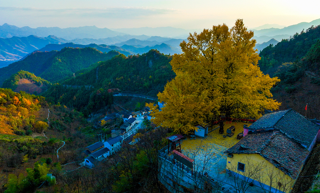 A 1,360-year-old ancient ginkgo tree in a village in Hangzhou, east China's Zhejiang Province, November 8, 2022. /CFP