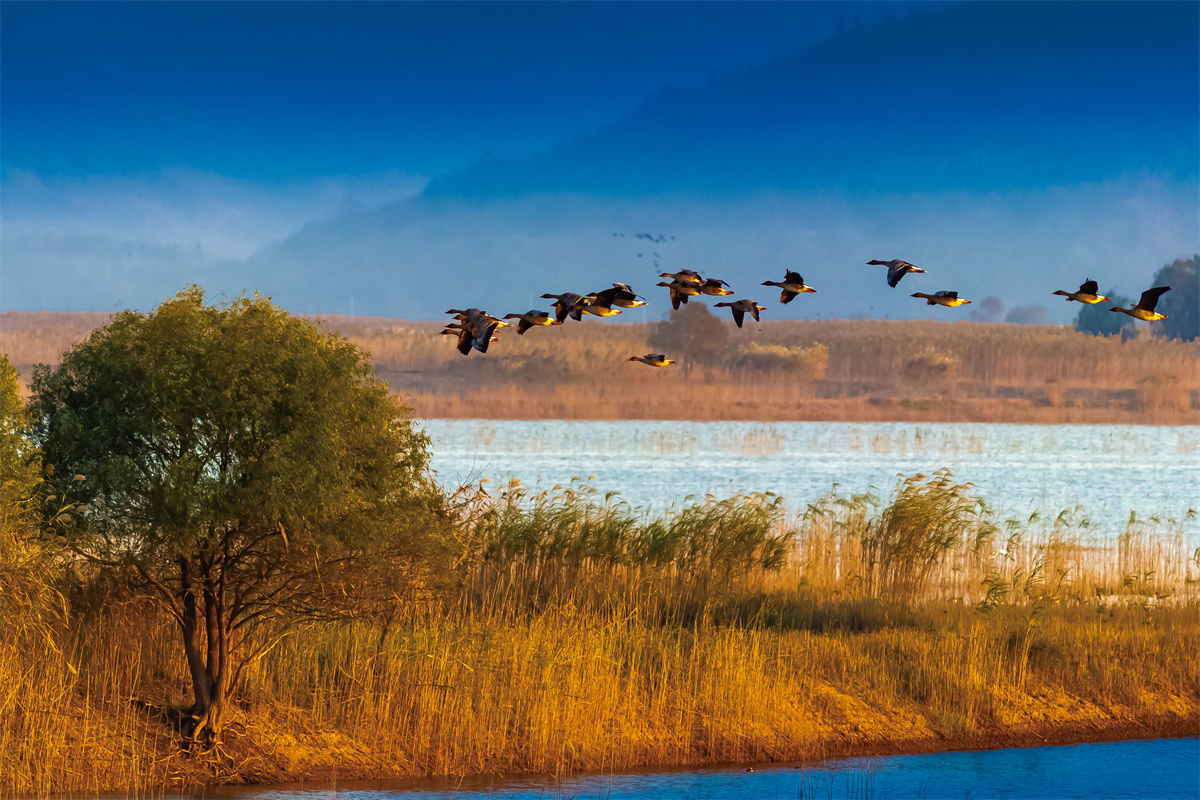 An undated photo shows a flock of bean geese flying at the Shengjin Lake in Anhui Province/ Photo provided to CGTN