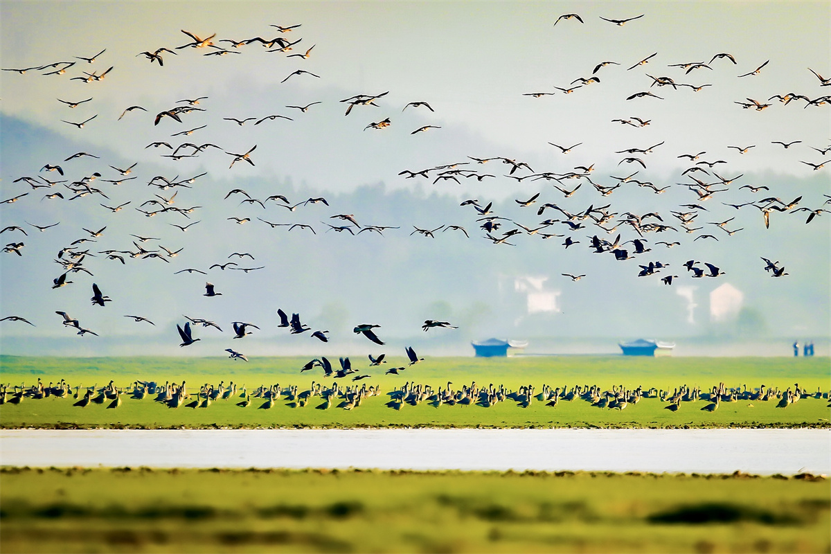 An undated photo shows flocks of bean geese flying at the Shengjin Lake in Anhui Province for wintering. / Photo provided to CGTN